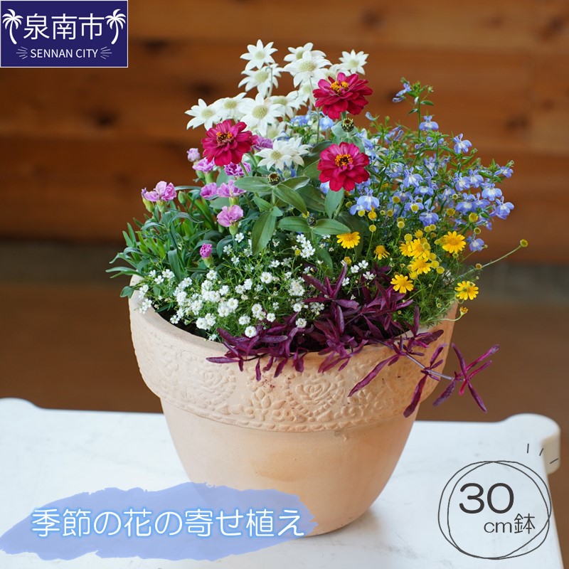 季節の花の寄せ植え 30cm鉢【005D-007】