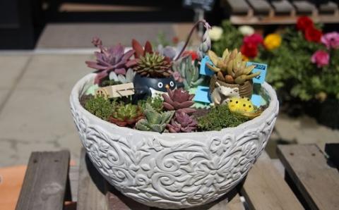 多肉植物の寄せ植え 30cm鉢【005D-008】