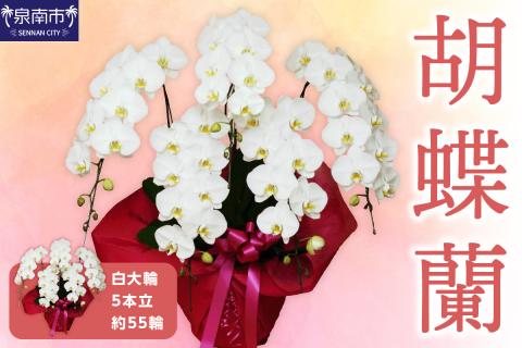 胡蝶蘭 白大輪5本立 55輪 ※お届け不可地域あり【008A-005】