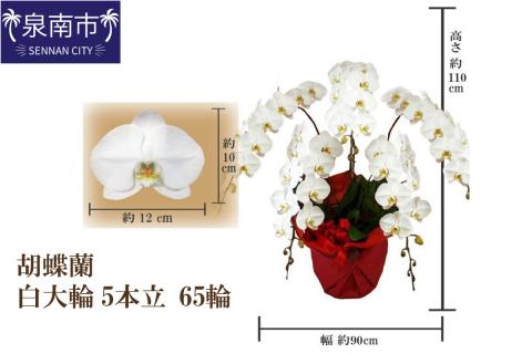 胡蝶蘭 白大輪5本立 65輪※お届け不可地域あり【008A-007】