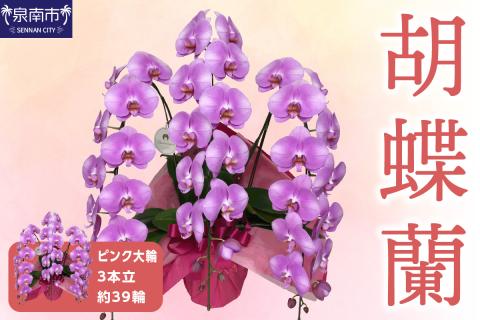 胡蝶蘭 ピンク大輪3本立 39輪 ※お届け不可地域あり【008B-011】