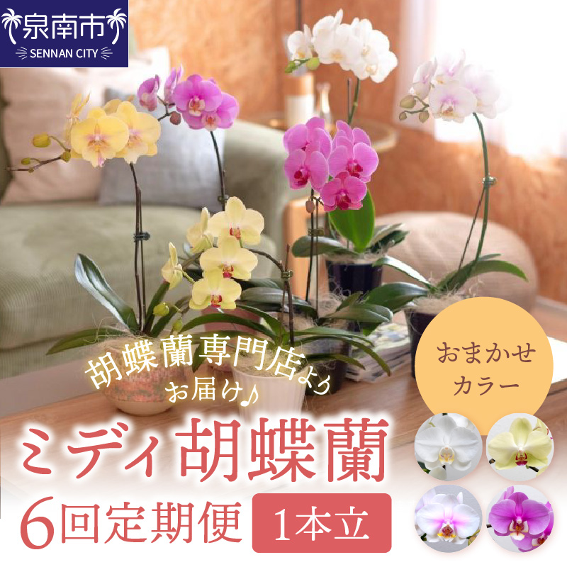 ミディ胡蝶蘭 1本立 1年間 6回定期便【配送不可地域：北海道・沖縄・離島】【008B-014】