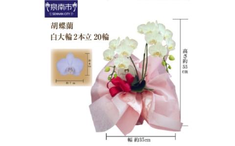 胡蝶蘭 白大輪2本立 20輪 ※お届け不可地域あり【008C-003】