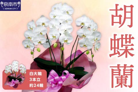 胡蝶蘭 白大輪3本立 24輪 ※お届け不可地域あり【008C-004】