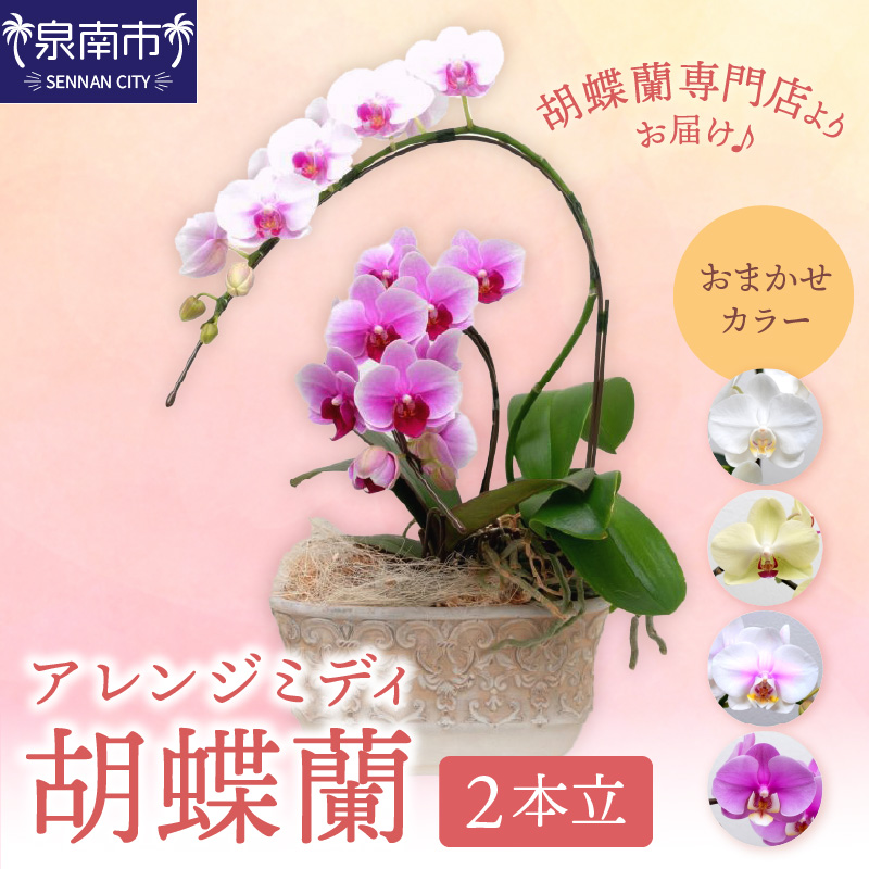 アレンジミディ胡蝶蘭 2本立 ※お届け不可地域あり【008C-008】