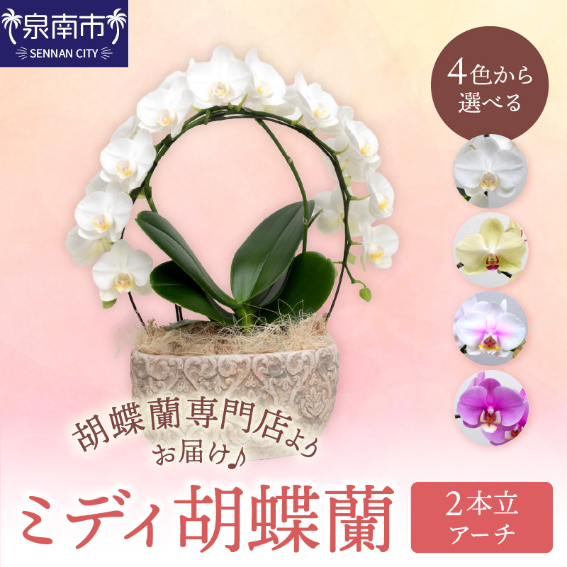 ミディ胡蝶蘭 2本立（アーチ） ※お届け不可地域あり【008C-009】