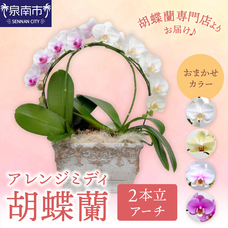 アレンジミディ胡蝶蘭 2本立（アーチ） ※お届け不可地域あり【008C-010】