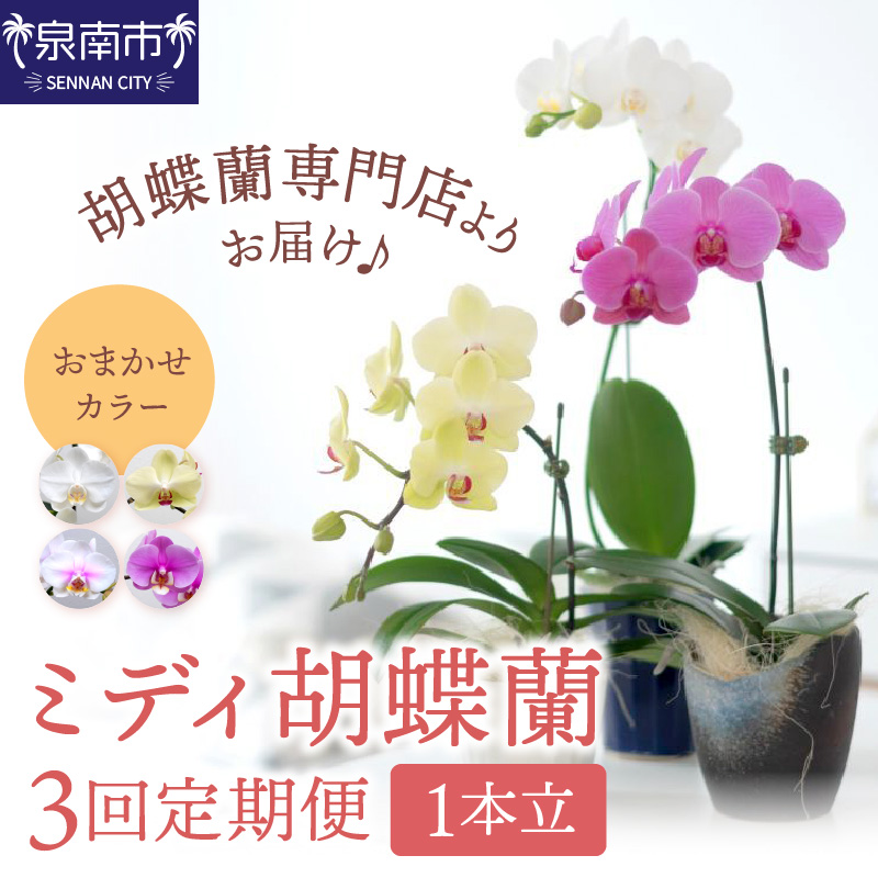 ミディ胡蝶蘭 1本立 半年間 3回定期便 ※お届け不可地域あり【008C-013】