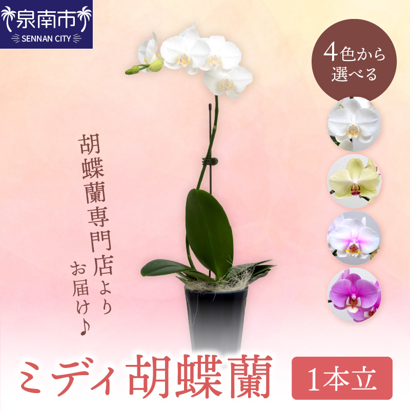 ミディ胡蝶蘭 1本立（鉢無しタイプ）【008D-003】