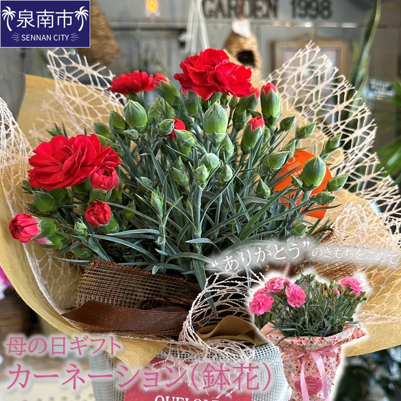 【母の日ギフト】お母さんへのプレゼントに！カーネーション（鉢花） ※お届け不可地域あり【009D-054】