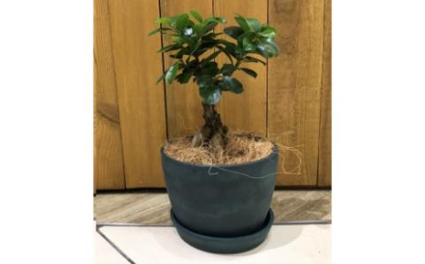 ガジュマル植え込み【009D-055】