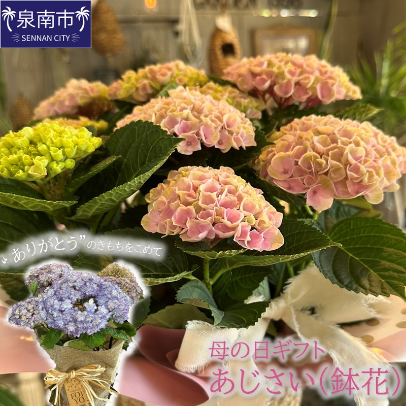 【母の日ギフト】お母さんへのプレゼントに！あじさい（鉢花） ※お届け不可地域あり【009D-059】