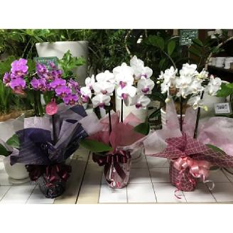 可愛い小輪の胡蝶蘭【009D-066】