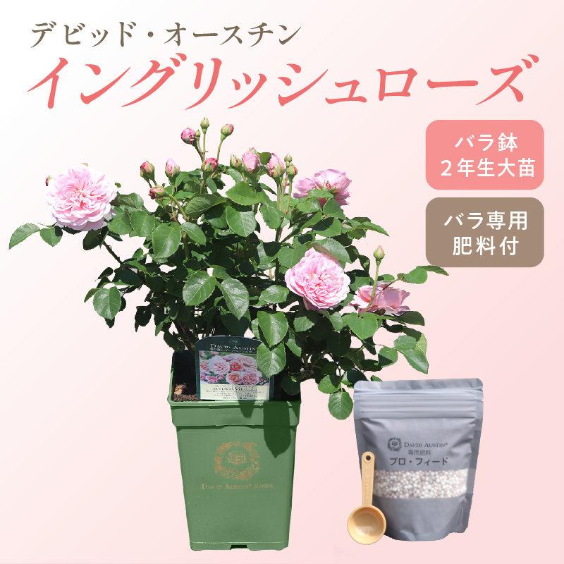 【イングリッシュローズ】 デビッド・オースチン バラ鉢苗 （バラ専用肥料付）【品種指定不可】【025D-003】
