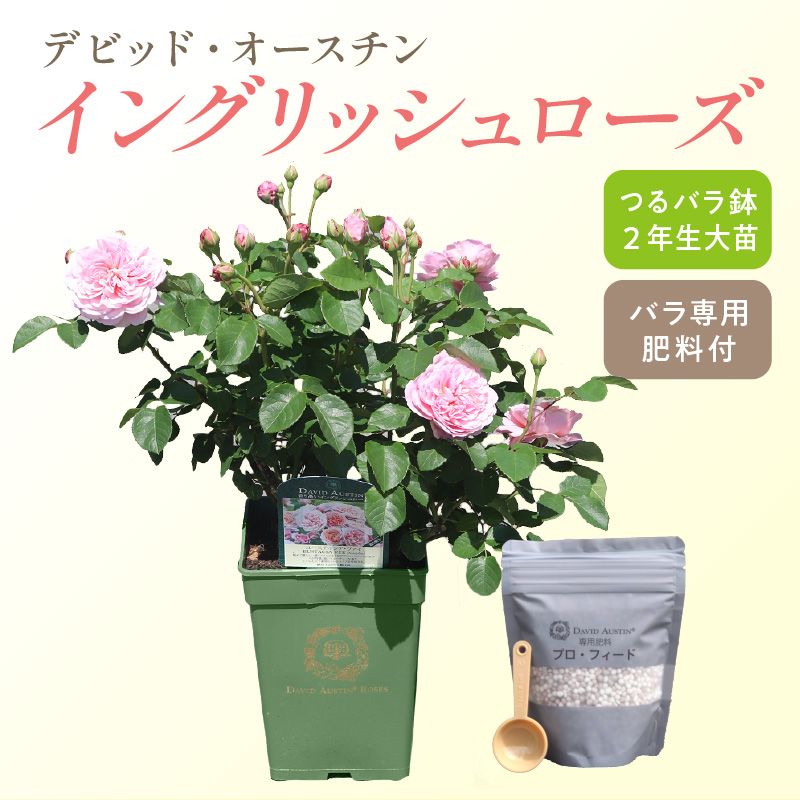 【 イングリッシュローズ 】 デビッド・オースチン つるバラ鉢苗（バラ専用肥料付）【025D-004】