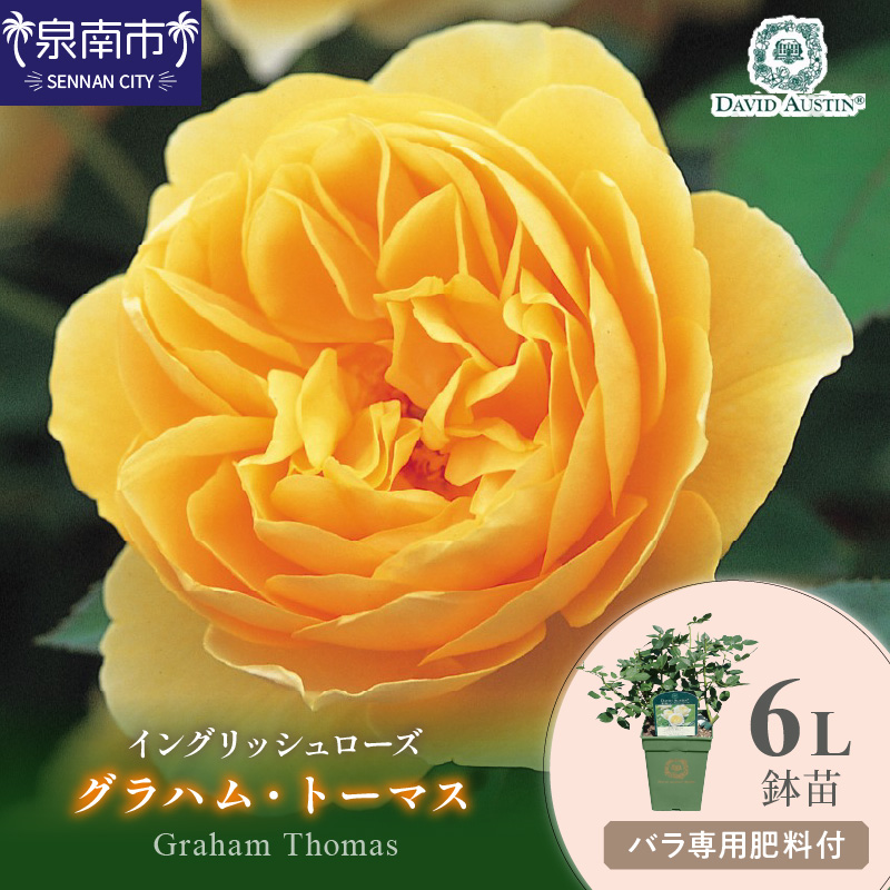 【イングリッシュローズ】デビッド・オースチン グラハム・トーマス6L鉢苗（バラ専用肥料付）【025D-028】