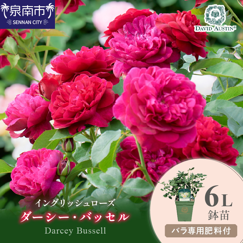 【イングリッシュローズ】デビッド・オースチン ダーシー・バッセル6L鉢苗（バラ専用肥料付）【025D-032】