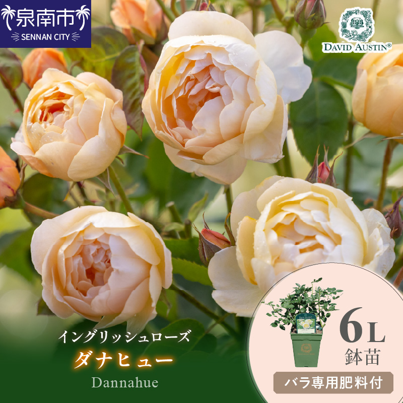 【イングリッシュローズ】デビッド・オースチン ダナヒュー6L鉢苗（バラ専用肥料付）【025D-033】