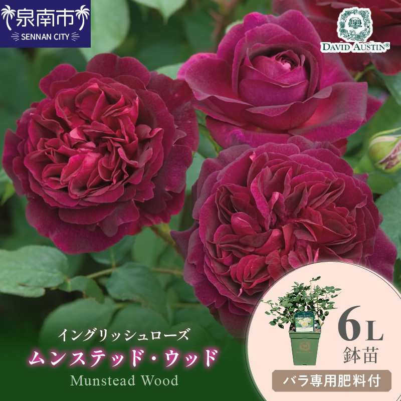 【イングリッシュローズ】デビッド・オースチン ムンステッド・ウッド6L鉢苗（バラ専用肥料付）【025D-035】