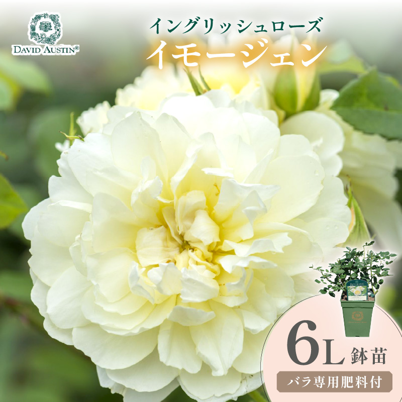【イングリッシュローズ】デビッド・オースチン イモージェン 6L鉢苗（バラ専用肥料付）【025D-036】
