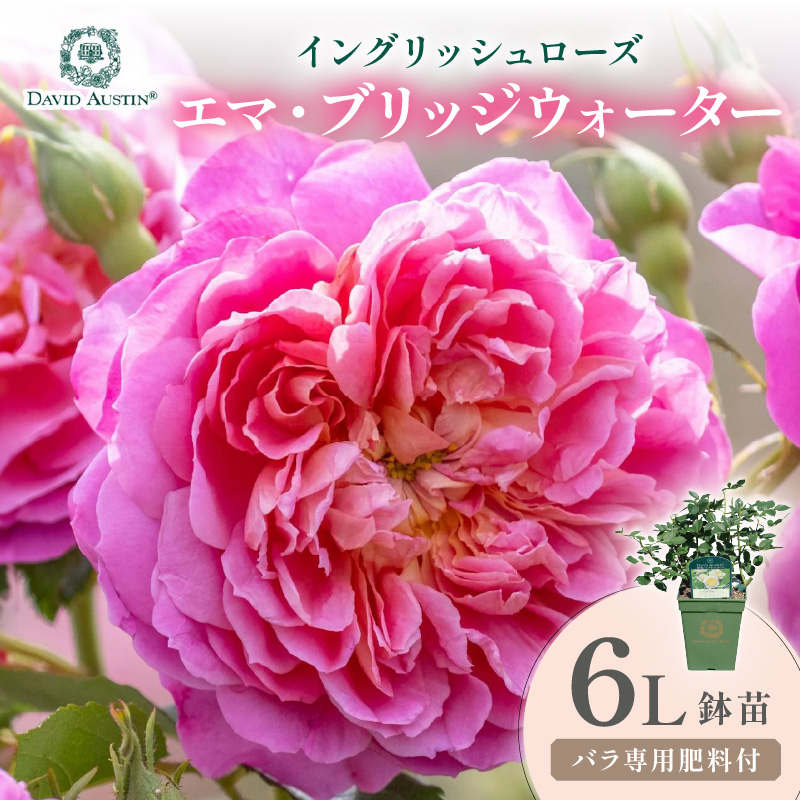 【イングリッシュローズ】デビッド・オースチン エマ・ブリッジウォーター 6L鉢苗（バラ専用肥料付）【025D-037】