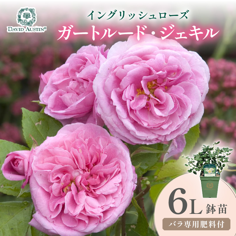 【イングリッシュローズ】デビッド・オースチン ガートルード・ジェキル 6L鉢苗（バラ専用肥料付）【025D-038】