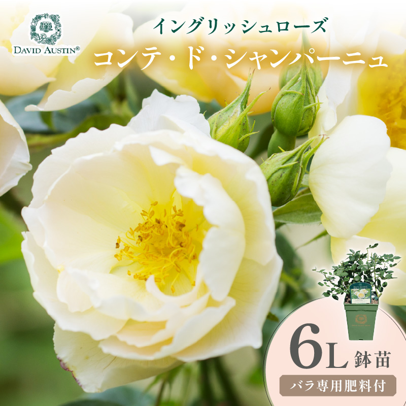 【イングリッシュローズ】デビッド・オースチン コンテ・ド・シャンパーニュ 6L鉢苗（バラ専用肥料付）【025D-039】