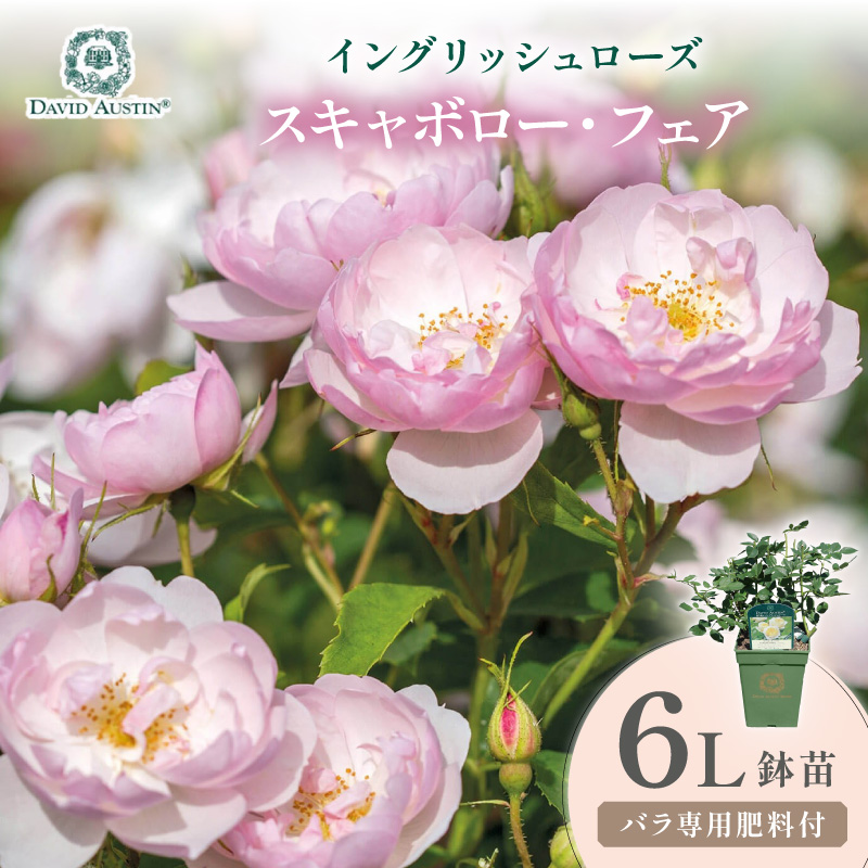 【イングリッシュローズ】デビッド・オースチン スキャボロー・フェア 6L鉢苗（バラ専用肥料付）【025D-042】