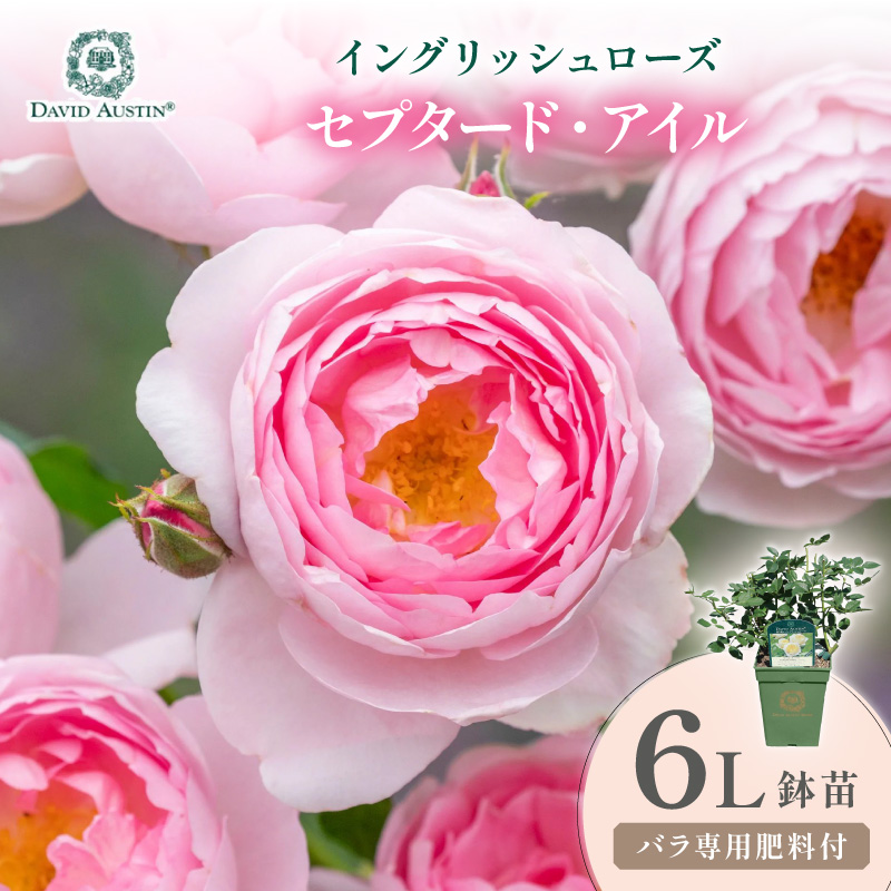 【イングリッシュローズ】デビッド・オースチン セプタード・アイル 6L鉢苗（バラ専用肥料付）【025D-043】