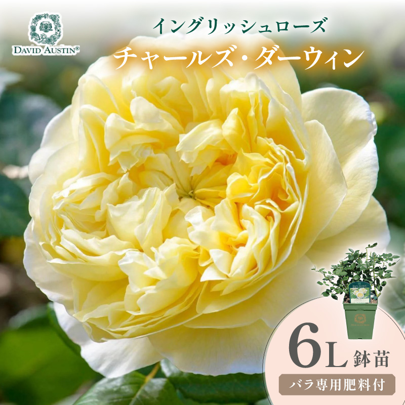 【イングリッシュローズ】デビッド・オースチン チャールズ・ダーウィン 6L鉢苗（バラ専用肥料付）【025D-044】