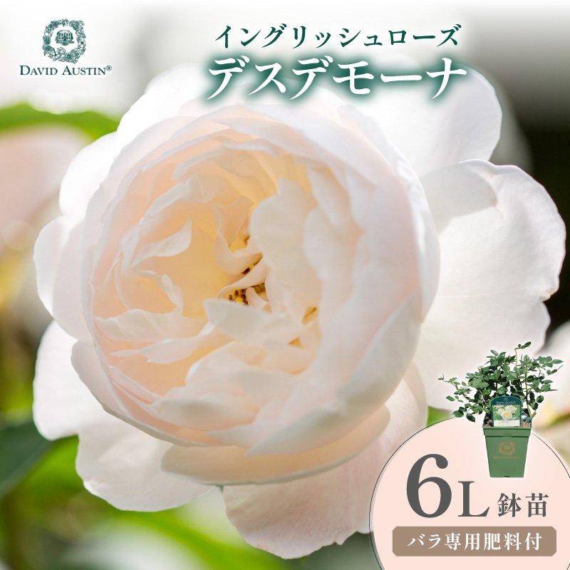 【イングリッシュローズ】デビッド・オースチン デスデモーナ 6L鉢苗（バラ専用肥料付）【025D-045】
