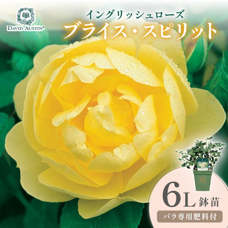 【イングリッシュローズ】デビッド・オースチン ブライス・スピリット 6L鉢苗（バラ専用肥料付）【025D-047】