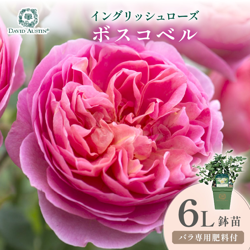 【イングリッシュローズ】デビッド・オースチン ボスコベル 6L鉢苗（バラ専用肥料付）【025D-049】