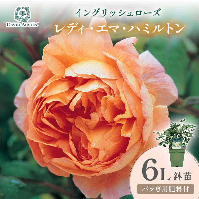 【イングリッシュローズ】デビッド・オースチン レディ・エマ・ハミルトン 6L鉢苗（バラ専用肥料付）【025D-051】