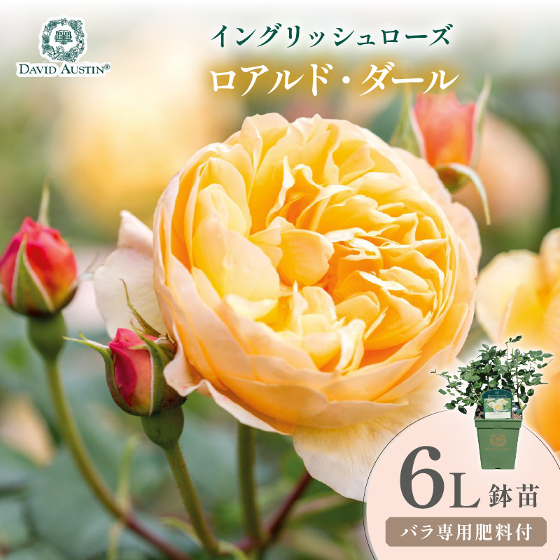 【イングリッシュローズ】デビッド・オースチン ロアルド・ダール 6L鉢苗（バラ専用肥料付）【025D-052】