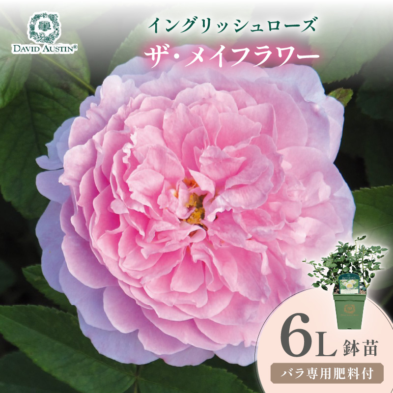 【イングリッシュローズ】デビッド・オースチン ザ・メイフラワー 6L鉢苗（バラ専用肥料付）【025D-055】
