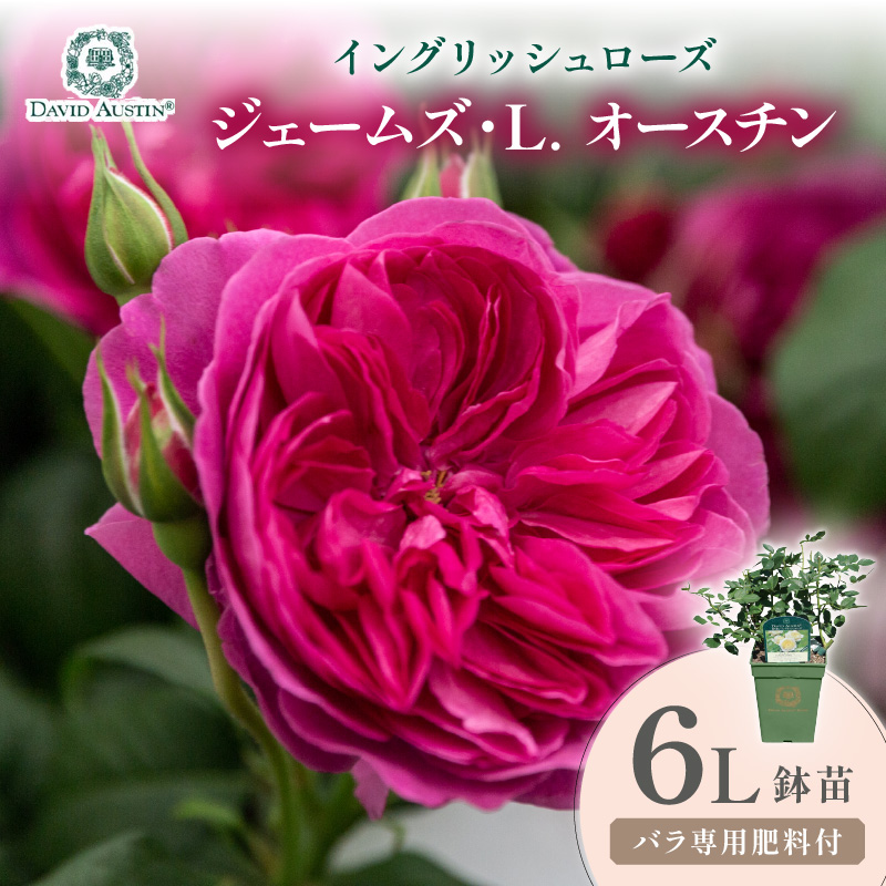 【イングリッシュローズ】デビッド・オースチン ジェームズ・L. オースチン 6L鉢苗（バラ専用肥料付）【025D-056】