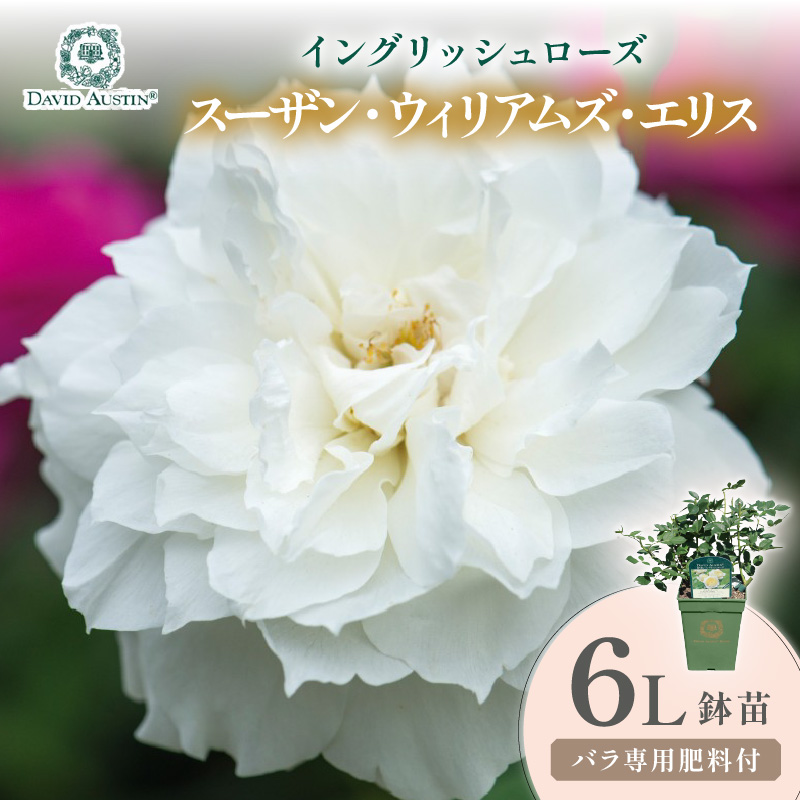 【イングリッシュローズ】デビッド・オースチン スーザン・ウィリアムズ・エリス 6L鉢苗（バラ専用肥料付）【025D-057】