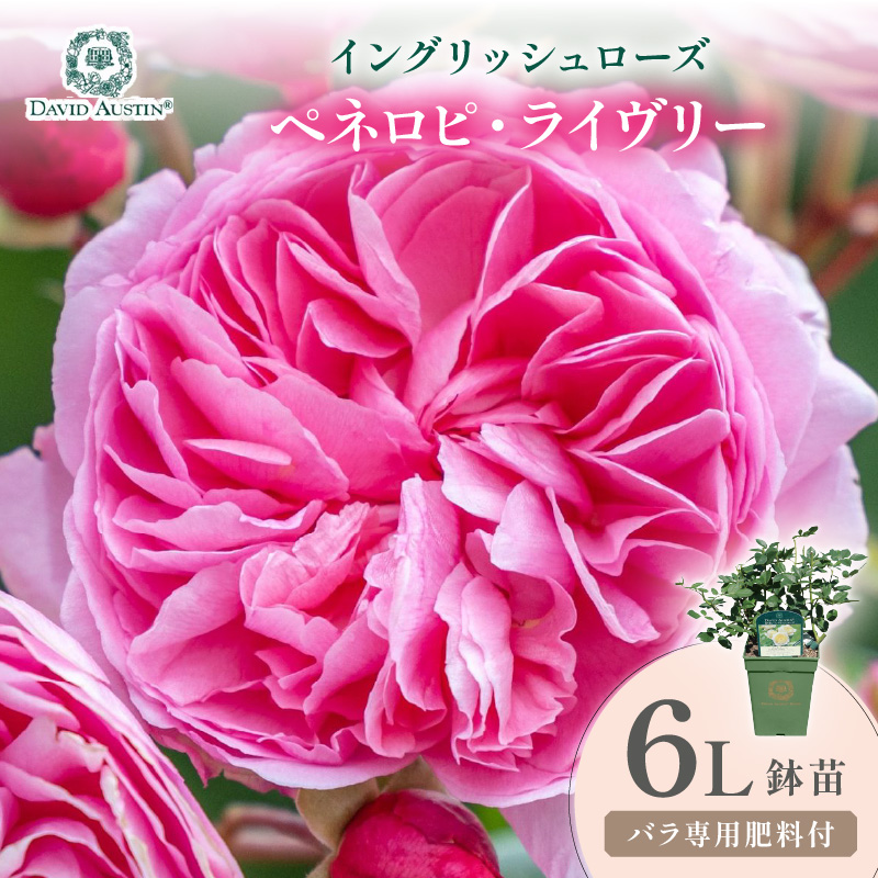 【イングリッシュローズ】デビッド・オースチン ペネロピ・ライヴリー 6L鉢苗（バラ専用肥料付）【025D-058】
