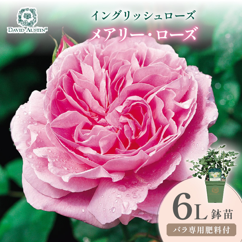 【イングリッシュローズ】デビッド・オースチン メアリー・ローズ 6L鉢苗（バラ専用肥料付）【025D-059】