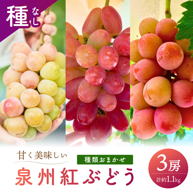 泉州ぶどう 彩りあざやか紅ぶどう 3種セット【065C-005】