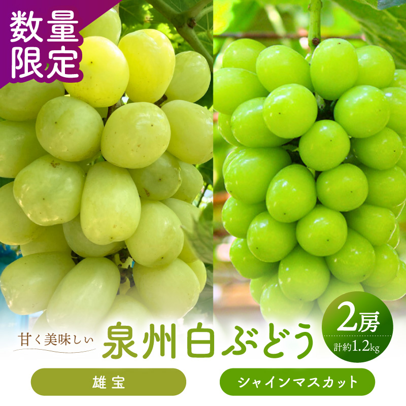 泉州ぶどう 【マスカット食べ比べ】大粒大房の雄宝とシャインマスカット 2種セット【065C-007】