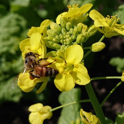 日本みつばちが集めた貴重なはちみつ(百花蜜)をお届けします。