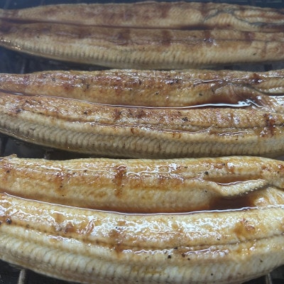 【国産うなぎ】大サイズ140g -170g　鹿児島産　10尾 炭火蒲焼き(タレ付き)【配送不可地域：離島】