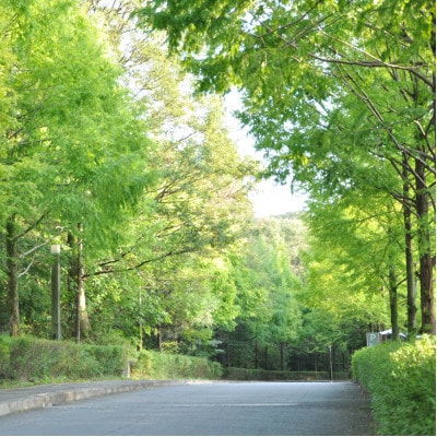 ランチご利用券 10,000円分 森の隠れ家レストラン VENT ET VERT アイアイランド