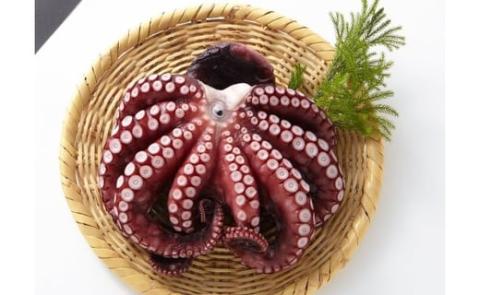 大阪産 泉タコ （ボイルたこ） 600g （1杯～3杯）×1袋 【2024年7月上旬より順次発送】 魚介類 海鮮 タコ ゆで 冷凍