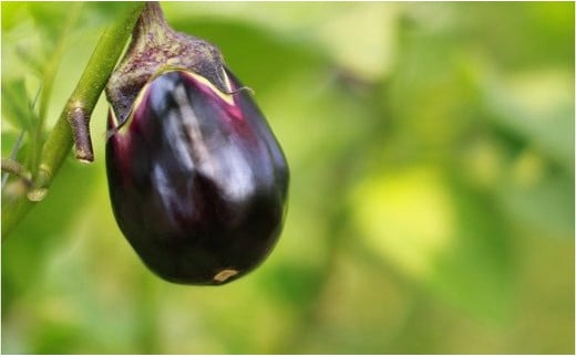 産地直送 草竹農園の 水なす 4個と 水なすの浅漬け 6個 【2024年8月下旬まで発送予定】