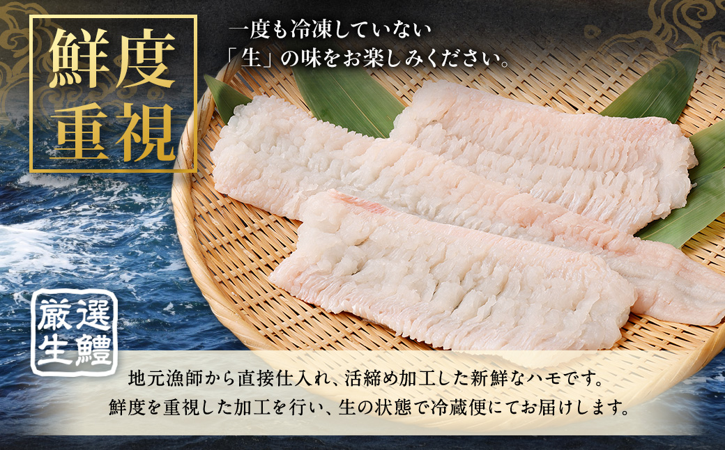 のぞみ水産 活〆 骨切り 生鱧 500g 【2025年5月上旬から12月上旬発送予定】