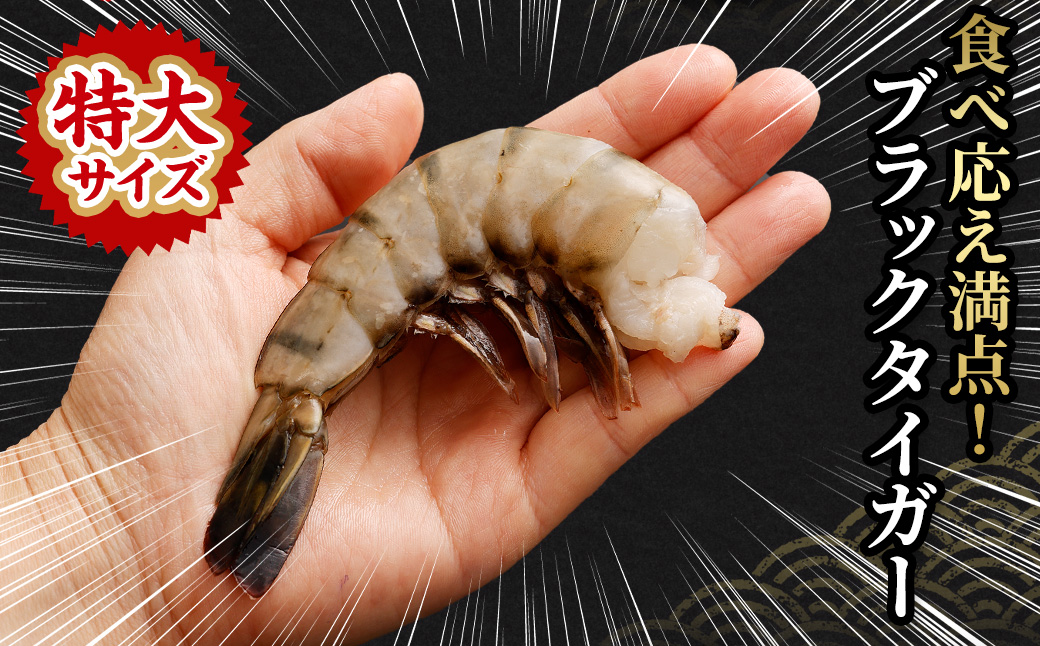【6回定期便】特大 ブラックタイガー 無頭えび ｜海老 えび エビ ブラックタイガー