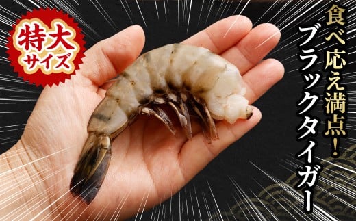 特大 ブラックタイガー 無頭えび 1.1kg前後（30尾）